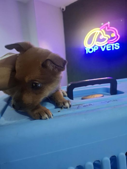 Sluszna sprawa adoptuj ksiezniczke