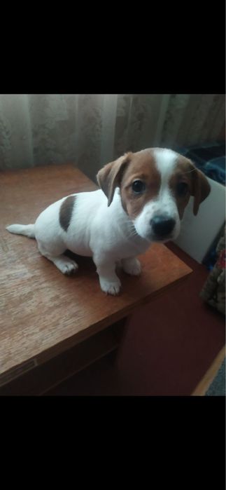 Цуценята Джек Рассел Терьер