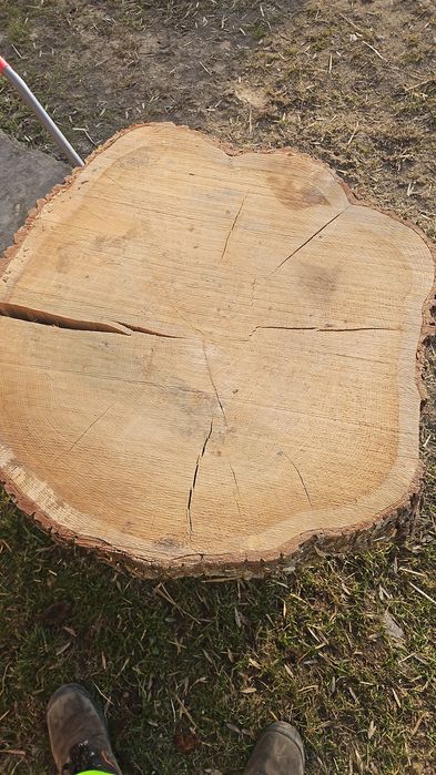 Plastry dębu 50-120cm średnicy