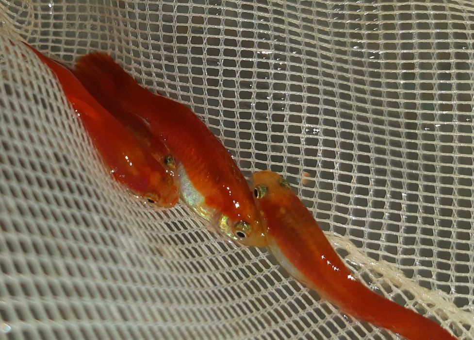 Gupik odmiana RED BLONDE - Poecilia reticulata - dowozimy, wysyłamy
