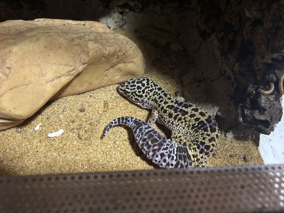 Terrarium plus dwa gekony tygrysie full zestaw