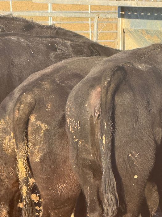 Venda bezerras angus