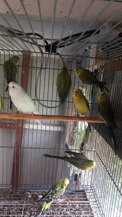 Vendo  periquitos de asas negra novas