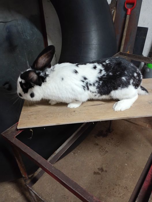 Króliki króle samiec