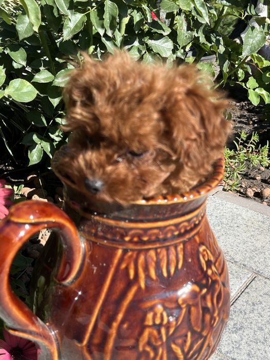 Супер міні дівчинка той пудель