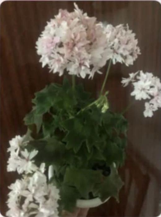 Квіти для душі і радості