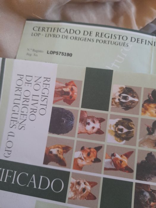 Chihuahua X X miniatura