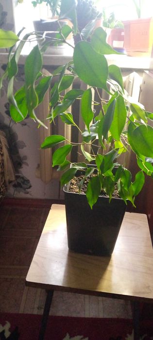 Фикус Бенджамина.