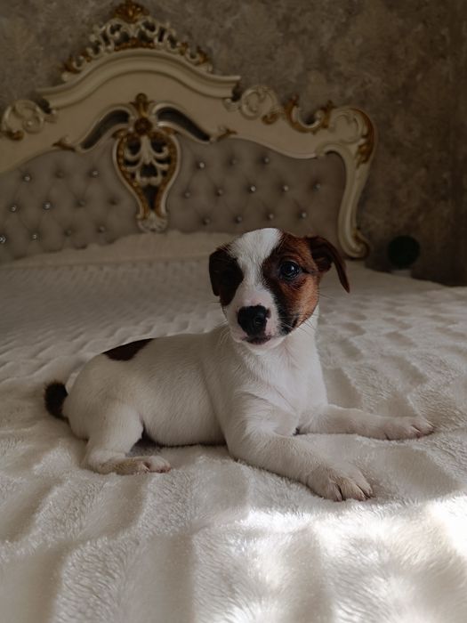 Щенки Джек Рассел