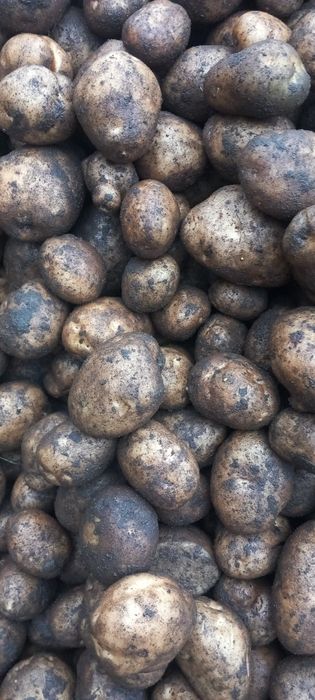 Ziemniaki paszowe dla zwierząt