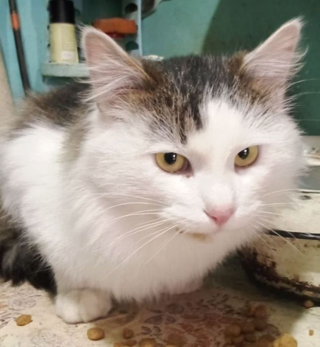 Кастрированный Пуш 1,5 г с ЗБД