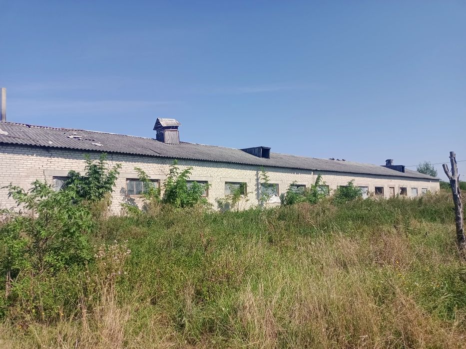 Продам свиноферми