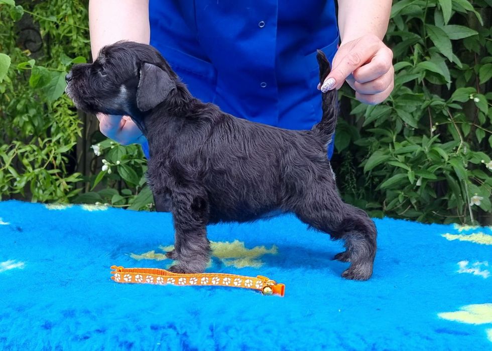 Цуценята цвергшнауцера