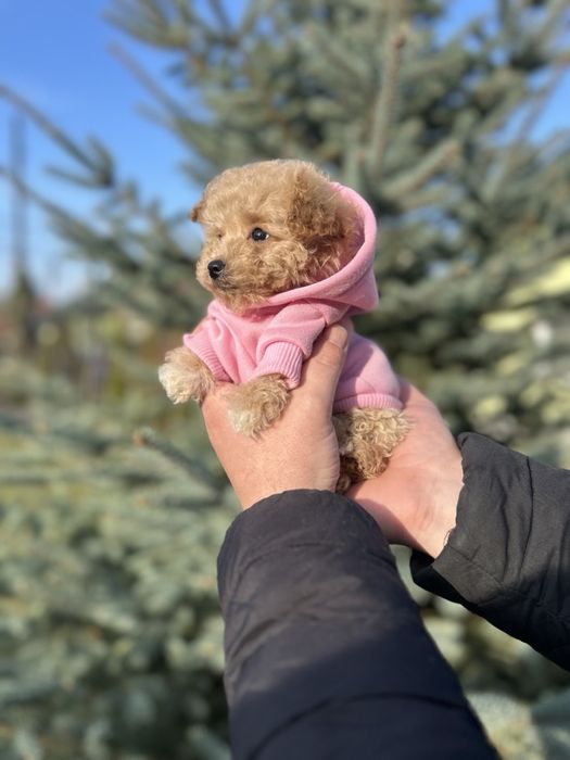 Неймовірна дівчинка мальтипу міні ф1