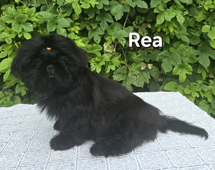 Sunia Shih tzu ZKWP