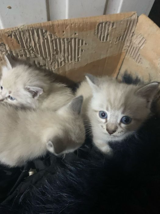 Отдам даром котят.