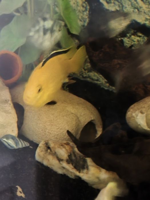 labidochromis caeruleus Macho
