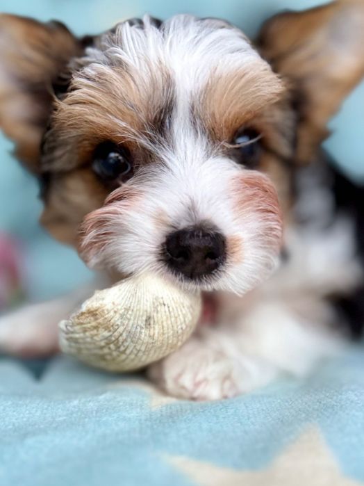 RIO York Biewer do odbioru, rodowód szczepienia