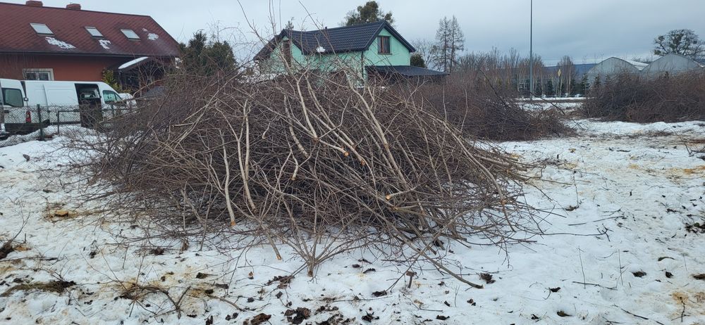 Oddam gałęzie, drewno na opał