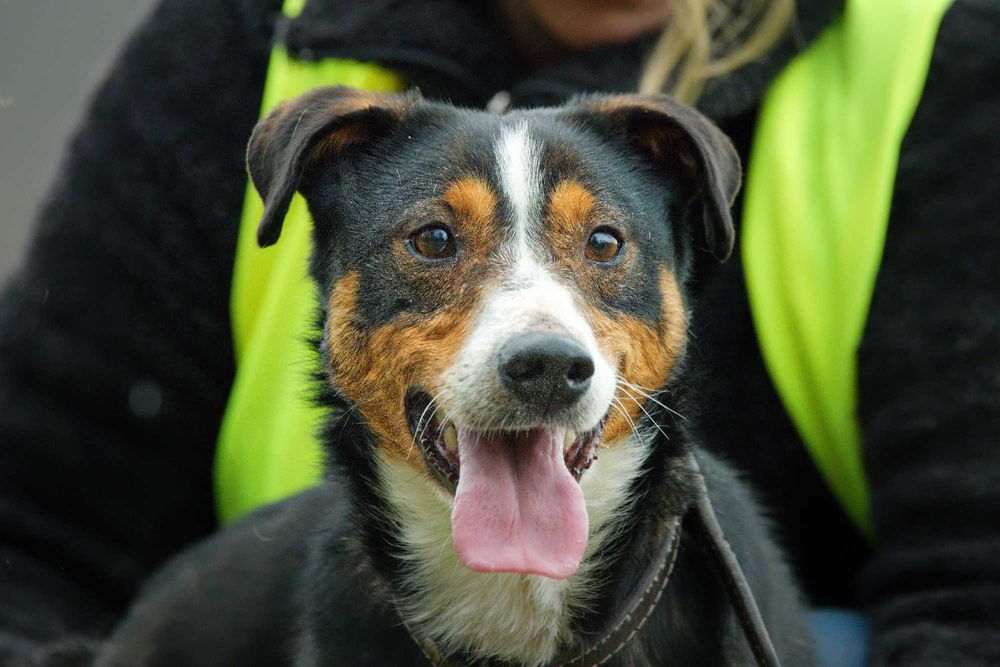 Reksio- bajkowy psiak szuka człowieka [FILM]