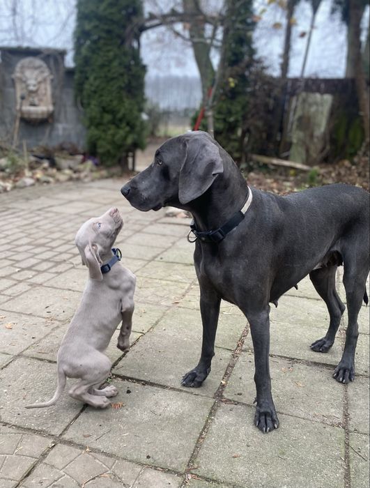 Szczeniak wyżeł wajmarski na sprzedasz