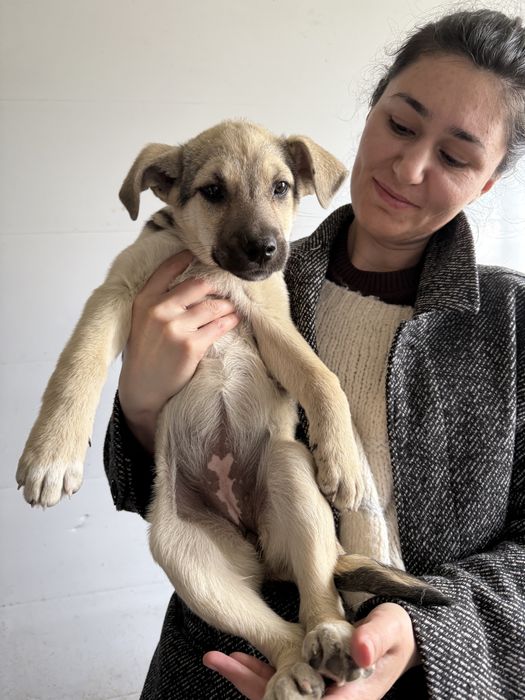 Цуценя щенок в добрі руки