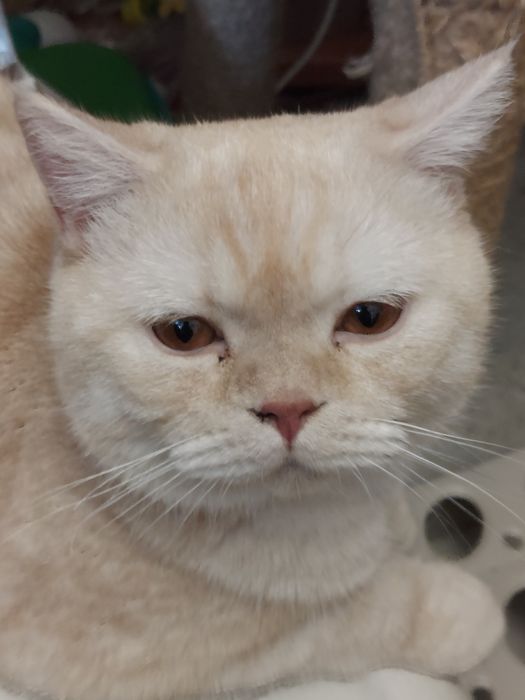 Британський прямовухий кіт