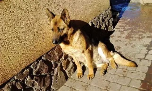 Німецька вівчарка - породні, крупні цуценята!