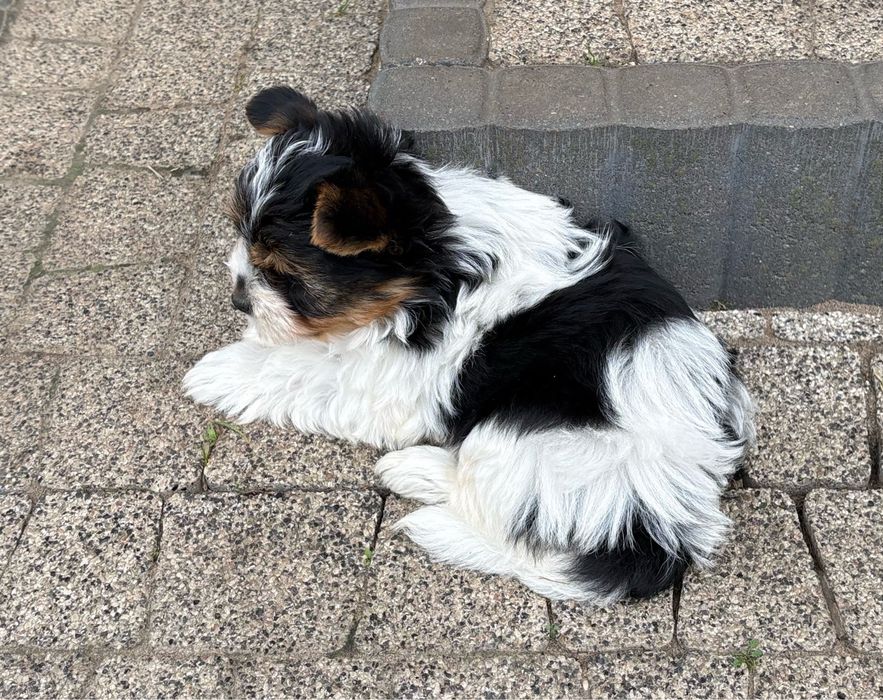 Piesek Yorkshire Biewer
