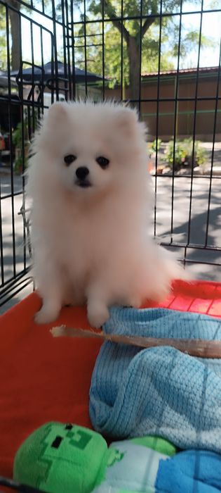 Померанський шпіц