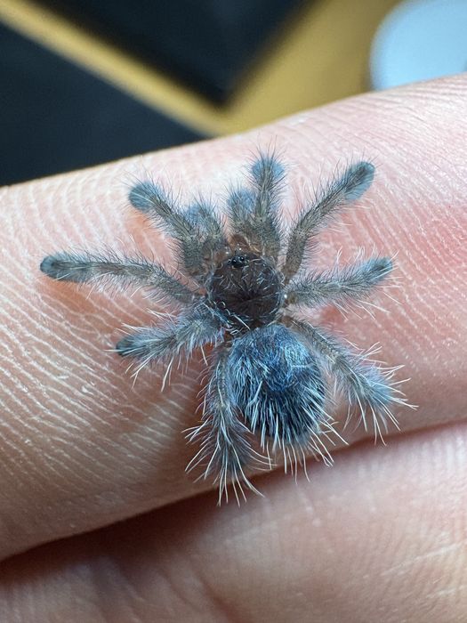 Caribena versicolor pająk ptasznik l1