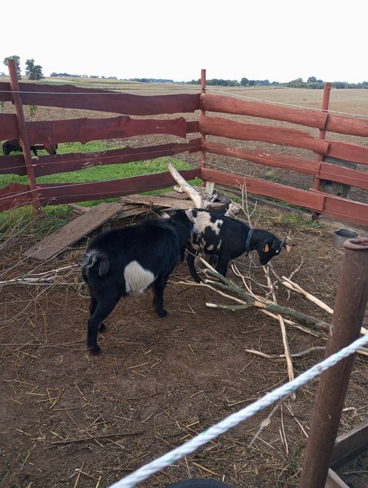 Sprzedam kozła miniaturkę