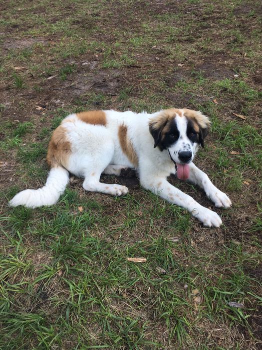 Московська охоронна,Кобель.!Московская сторожевая.