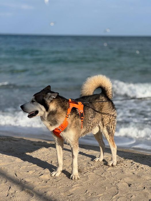 Отдам в хорошие руки маламута