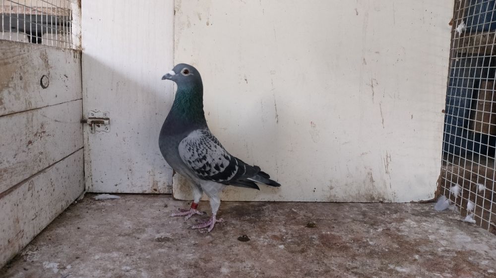 Gołębie pocztowe z rozpłodu