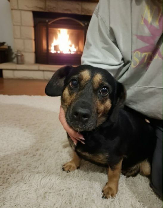 Suczka Laszka do adopcji