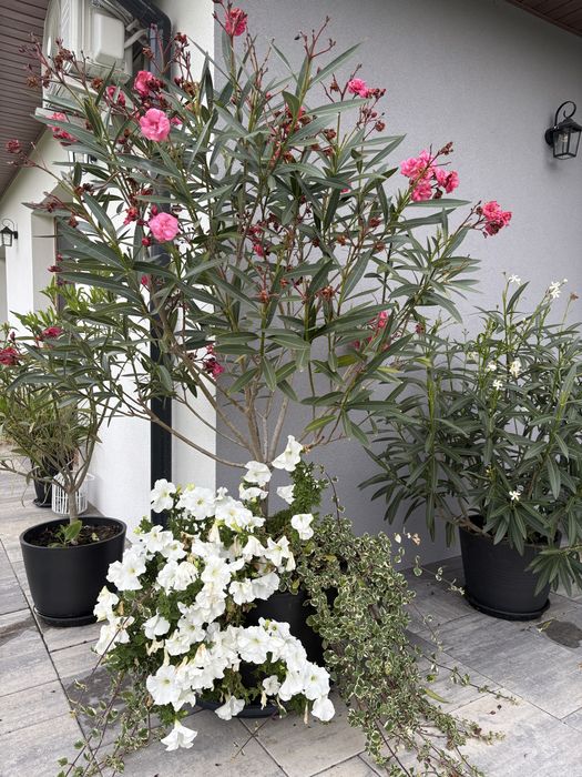 Oleander oleandry