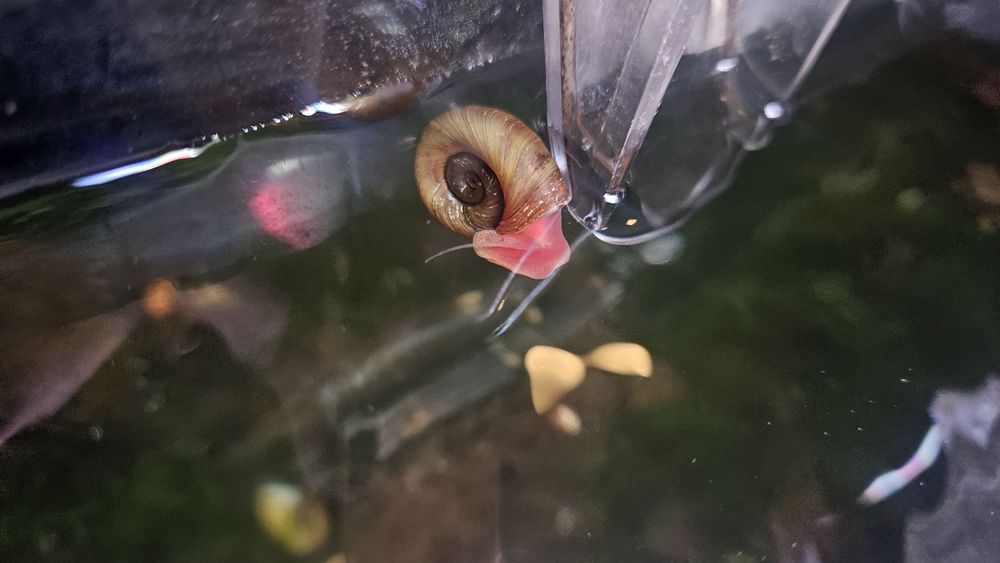 Caracois Planorbis Corneus (Laranja)