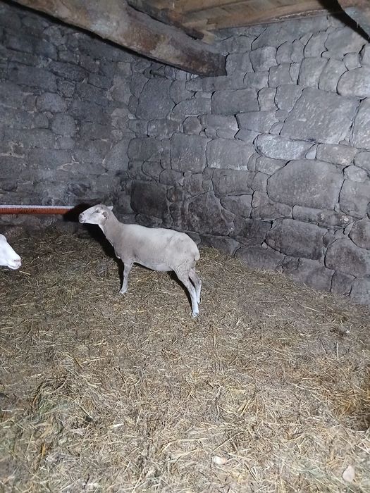 Ovelha fêmea Laucane Pura