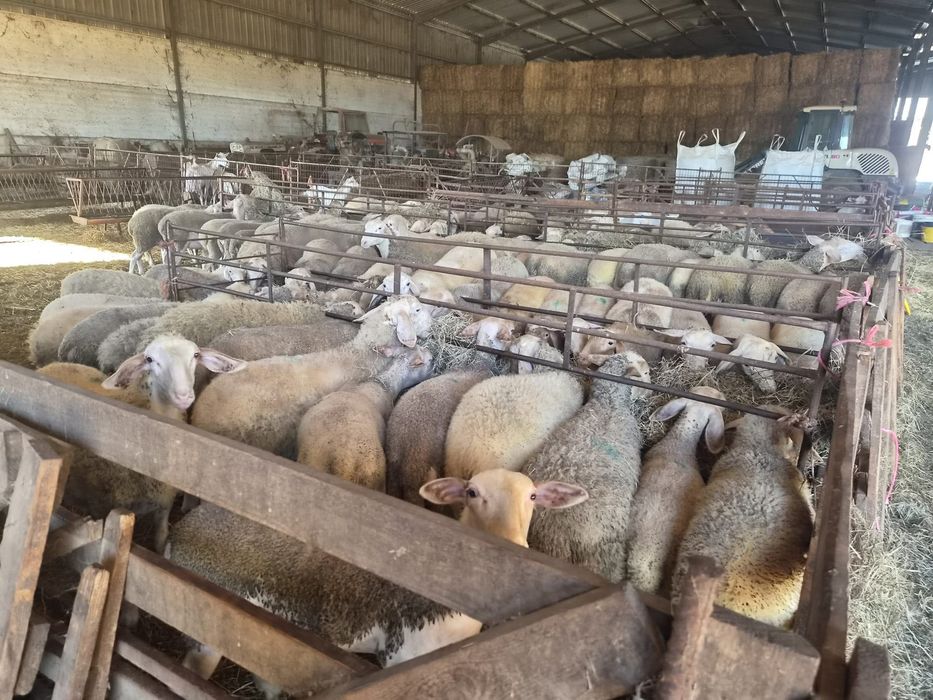 Borregas lacaune e cruzadas de assaf