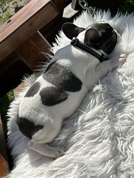 Buldog francuski piesek