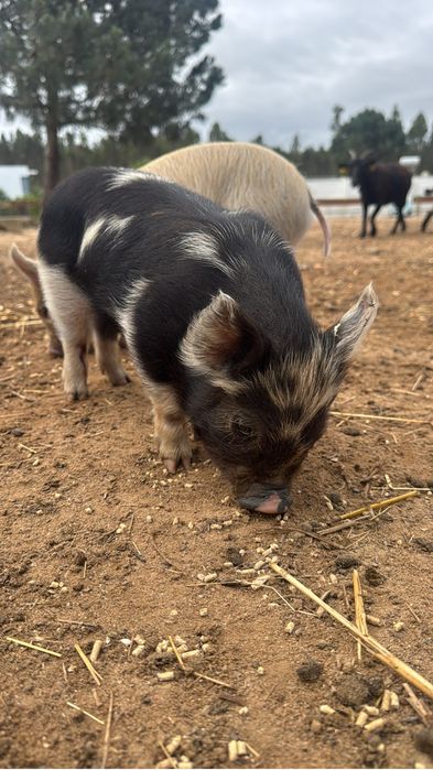 Porcos  KuneKune