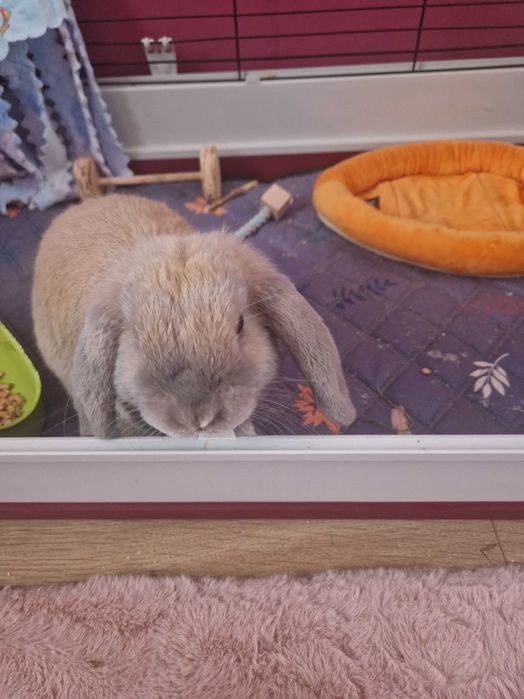 Królik mini lop z akcesoriami