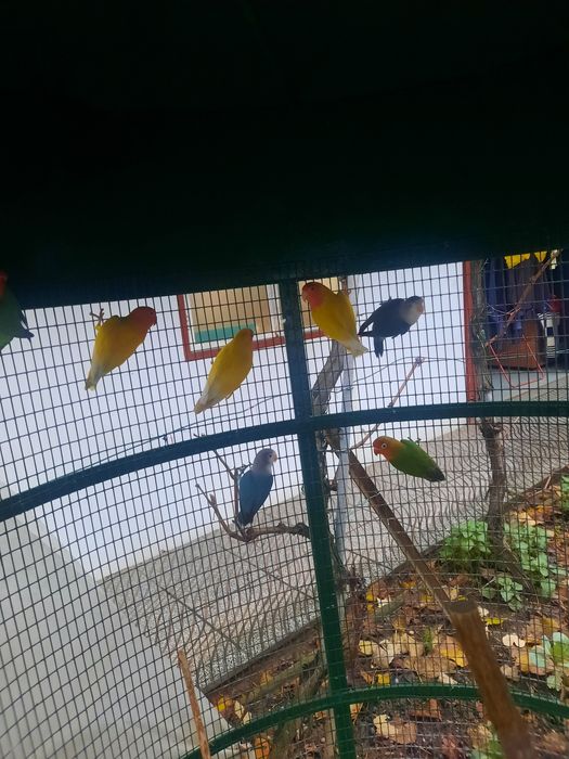 Agapornis fischer e roseicollis