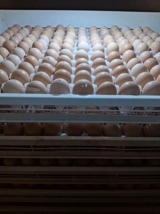 Інкубаційне яйце бройлера