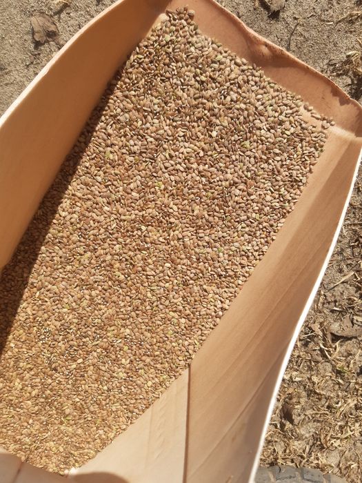 Łubin.nostrzyk.żyto jare.pszenżyto.seradela.facelia.peluszka.wyka