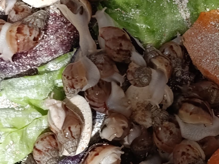 Улитки Ахатина Ретикулята Альбино .