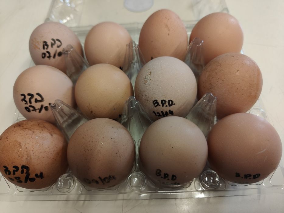 Ovos galados de Brahma Perdiz Dourado