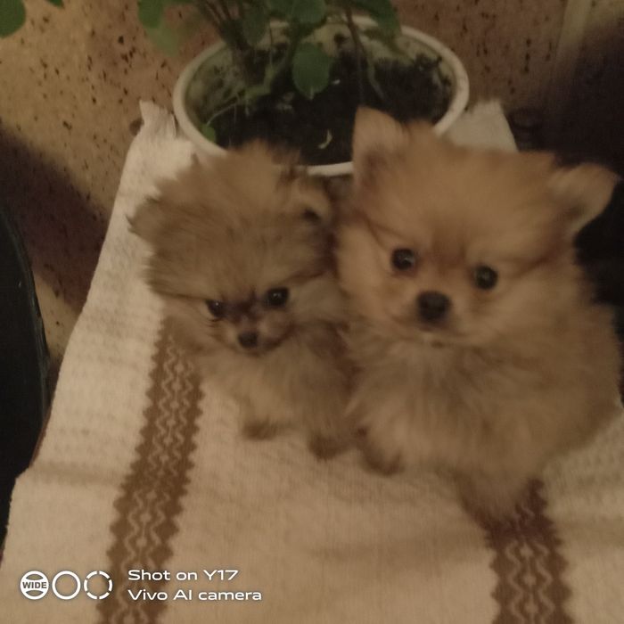 Хлопчики. Померанський шпіц.