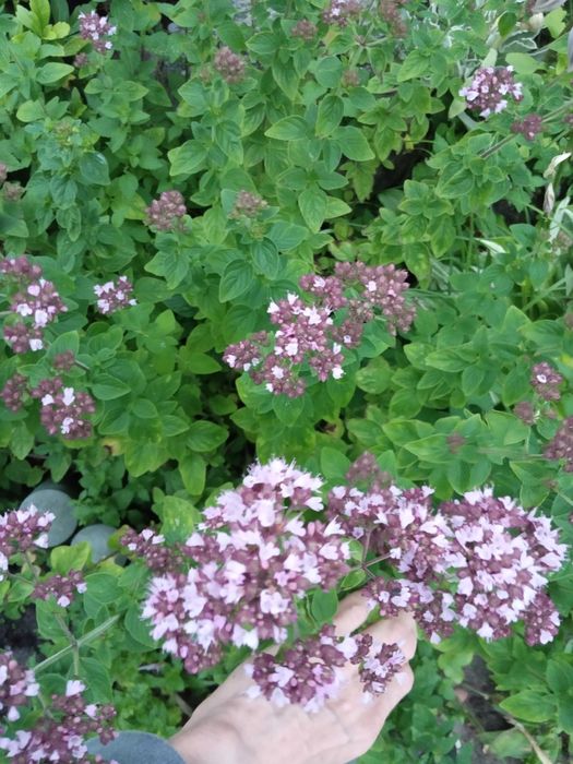 Z Podlasia syrop odporność oxymel zakwas bez bez rokitnik miodunka